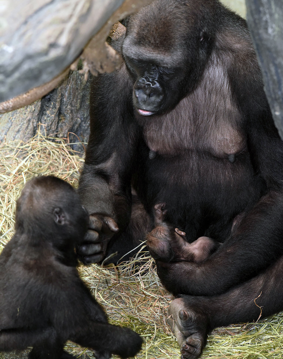 Chicago Zoological Society Gorilla Born at Brookfield Zoo